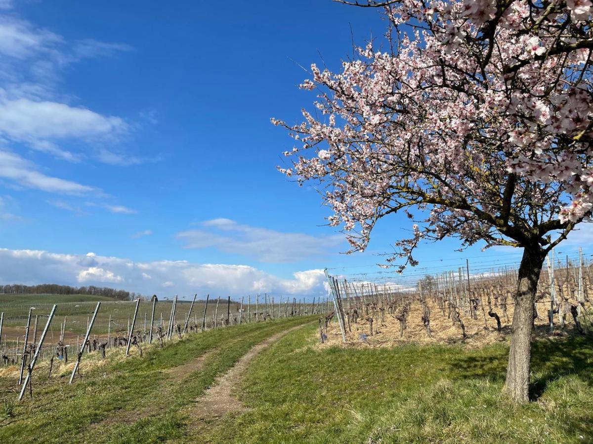 Weingut & Strausswirtschaft Vogel Apartamento Vogtsburg Exterior foto